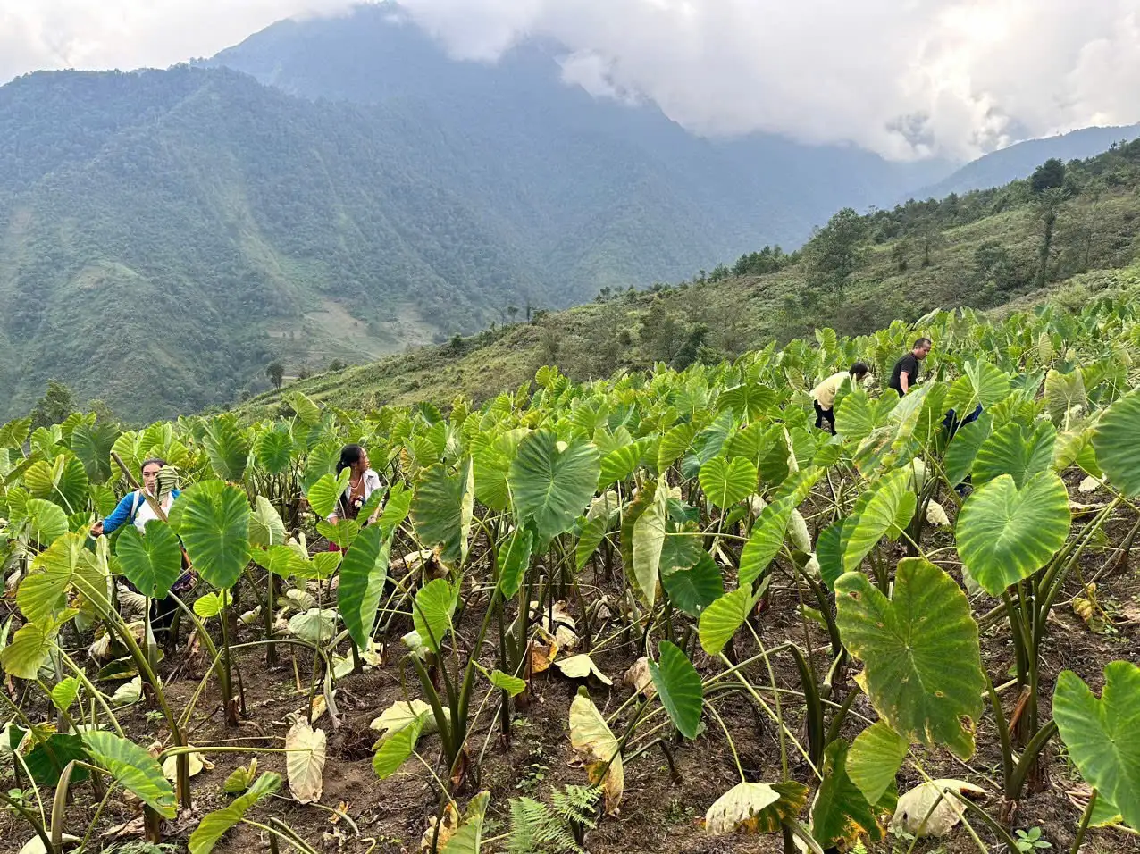 Cây “xóa nghèo” của người Mông vùng cao