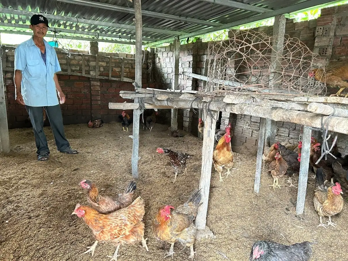 Chăn nuôi hiện đại, giữ đàn sạch, môi trường khỏe