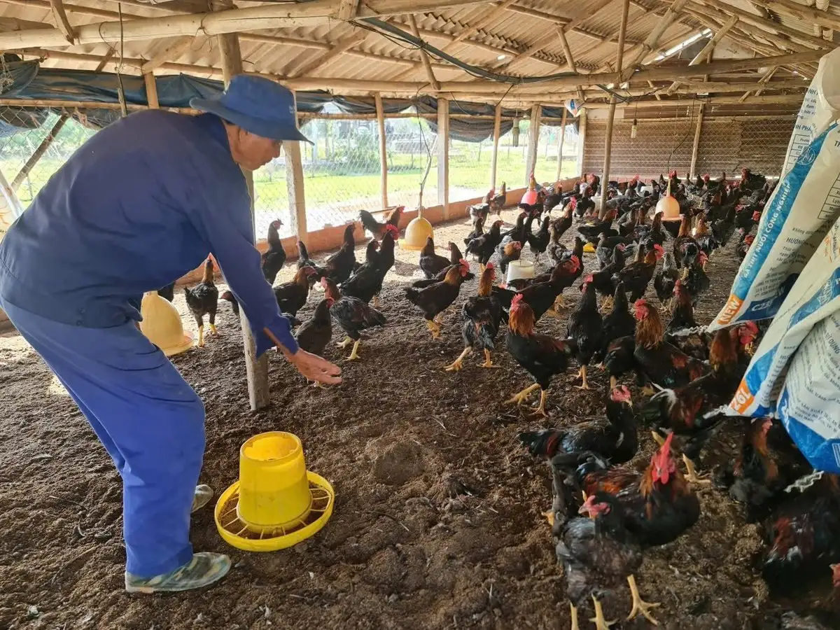 Chăn nuôi hiện đại, giữ đàn sạch, môi trường khỏe
