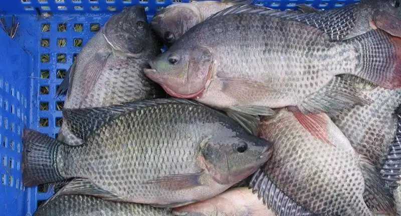 Chàng trai Gia Lai bỏ phố hoa lệ về quê trồng rau kiểu gì mà doanh thu 20 tỷ/năm , là “Nông dân Việt Nam xuất sắc”?