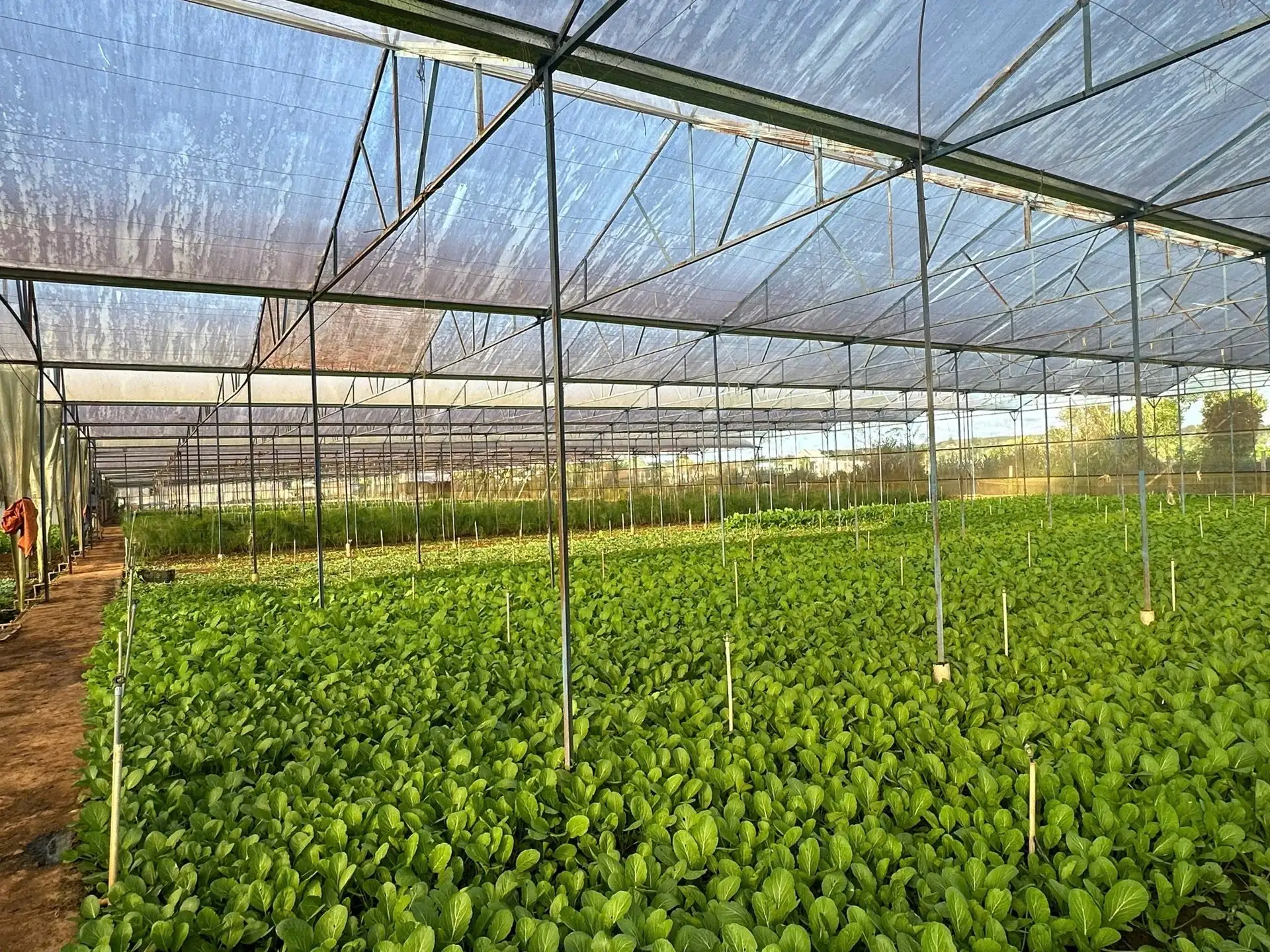 Chàng trai Gia Lai bỏ phố hoa lệ về quê trồng rau kiểu gì mà doanh thu 20 tỷ/năm , là “Nông dân Việt Nam xuất sắc”?