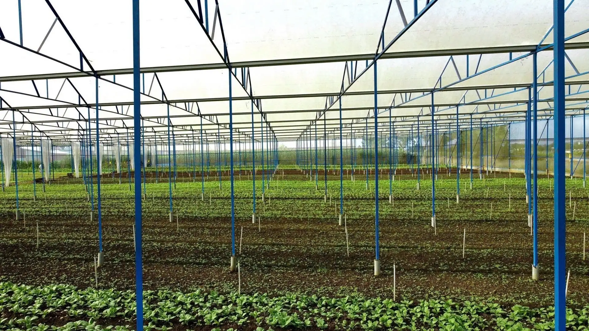 Chàng trai Gia Lai bỏ phố hoa lệ về quê trồng rau kiểu gì mà doanh thu 20 tỷ/năm , là “Nông dân Việt Nam xuất sắc”?