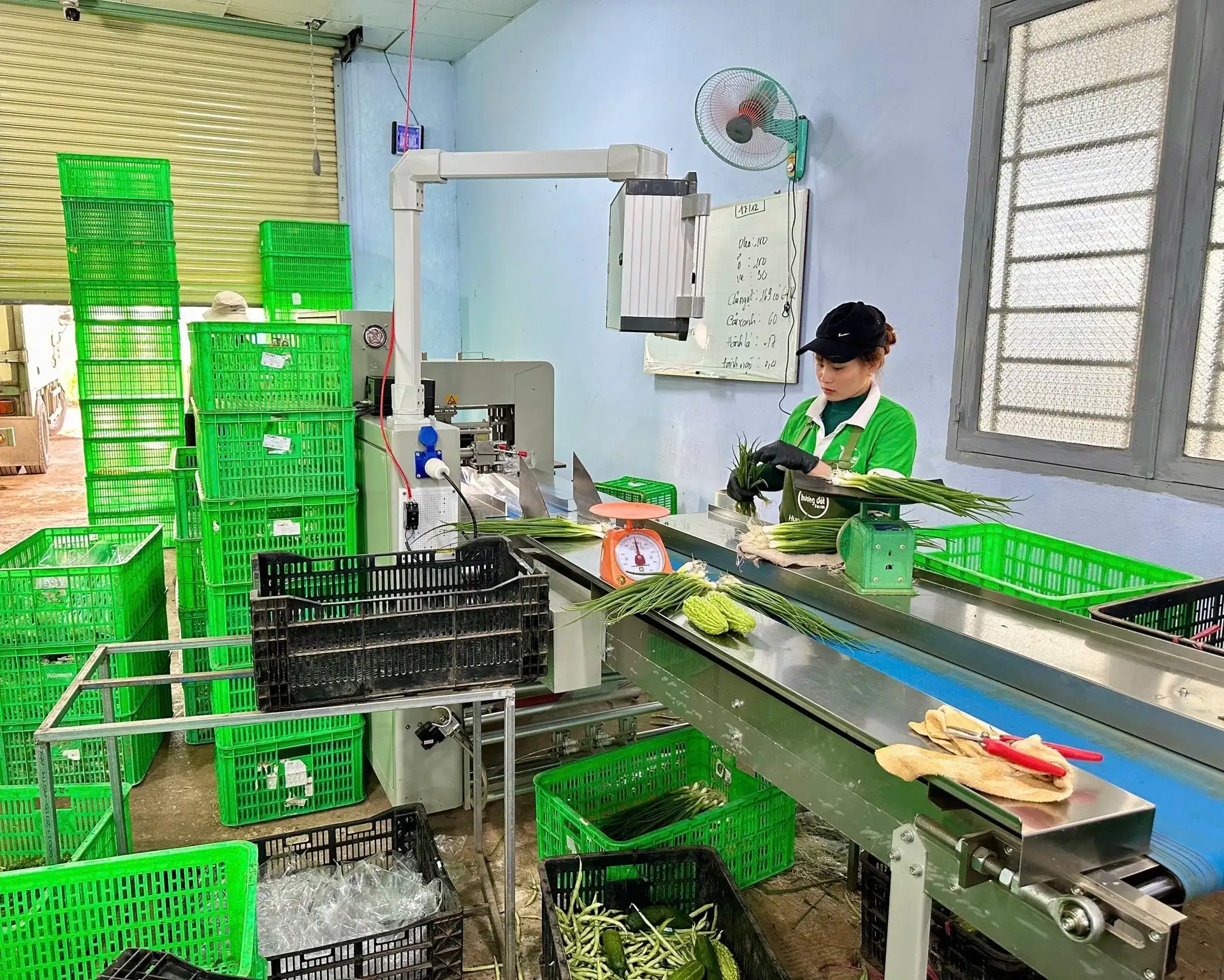 Chàng trai Gia Lai bỏ phố hoa lệ về quê trồng rau kiểu gì mà doanh thu 20 tỷ/năm , là “Nông dân Việt Nam xuất sắc”?