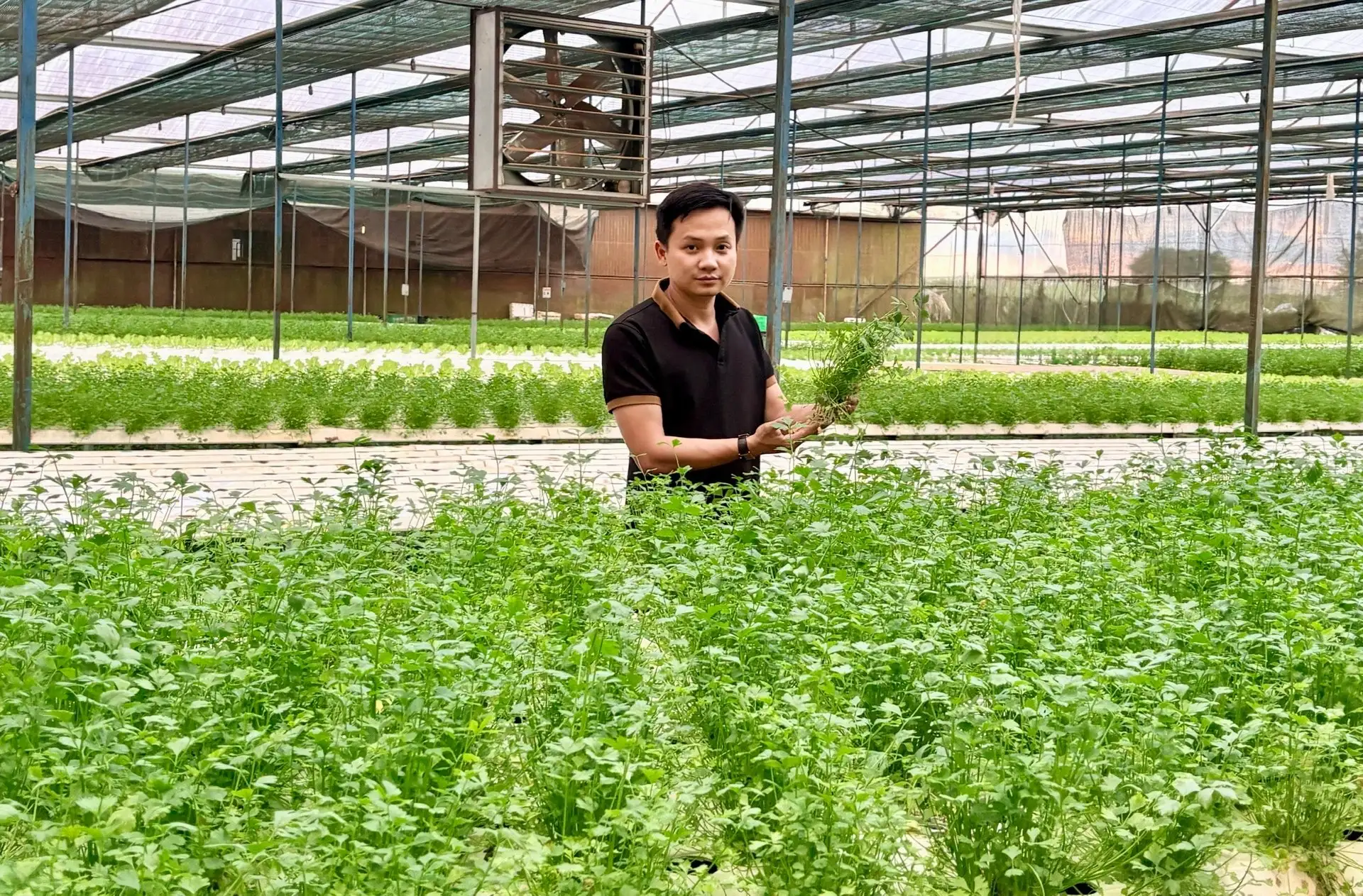 Chàng trai Gia Lai bỏ phố hoa lệ về quê trồng rau kiểu gì mà doanh thu 20 tỷ/năm , là “Nông dân Việt Nam xuất sắc”?