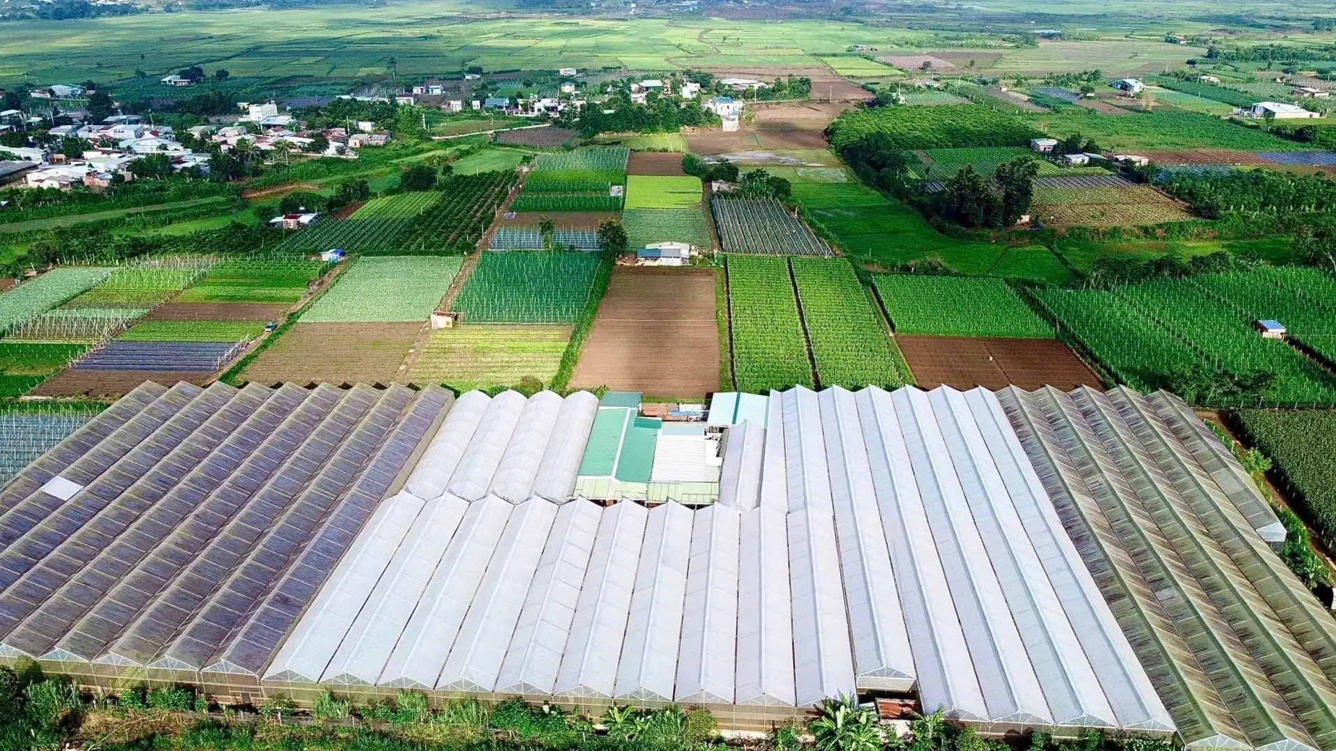 Chàng trai Gia Lai bỏ phố hoa lệ về quê trồng rau kiểu gì mà doanh thu 20 tỷ/năm , là “Nông dân Việt Nam xuất sắc”?