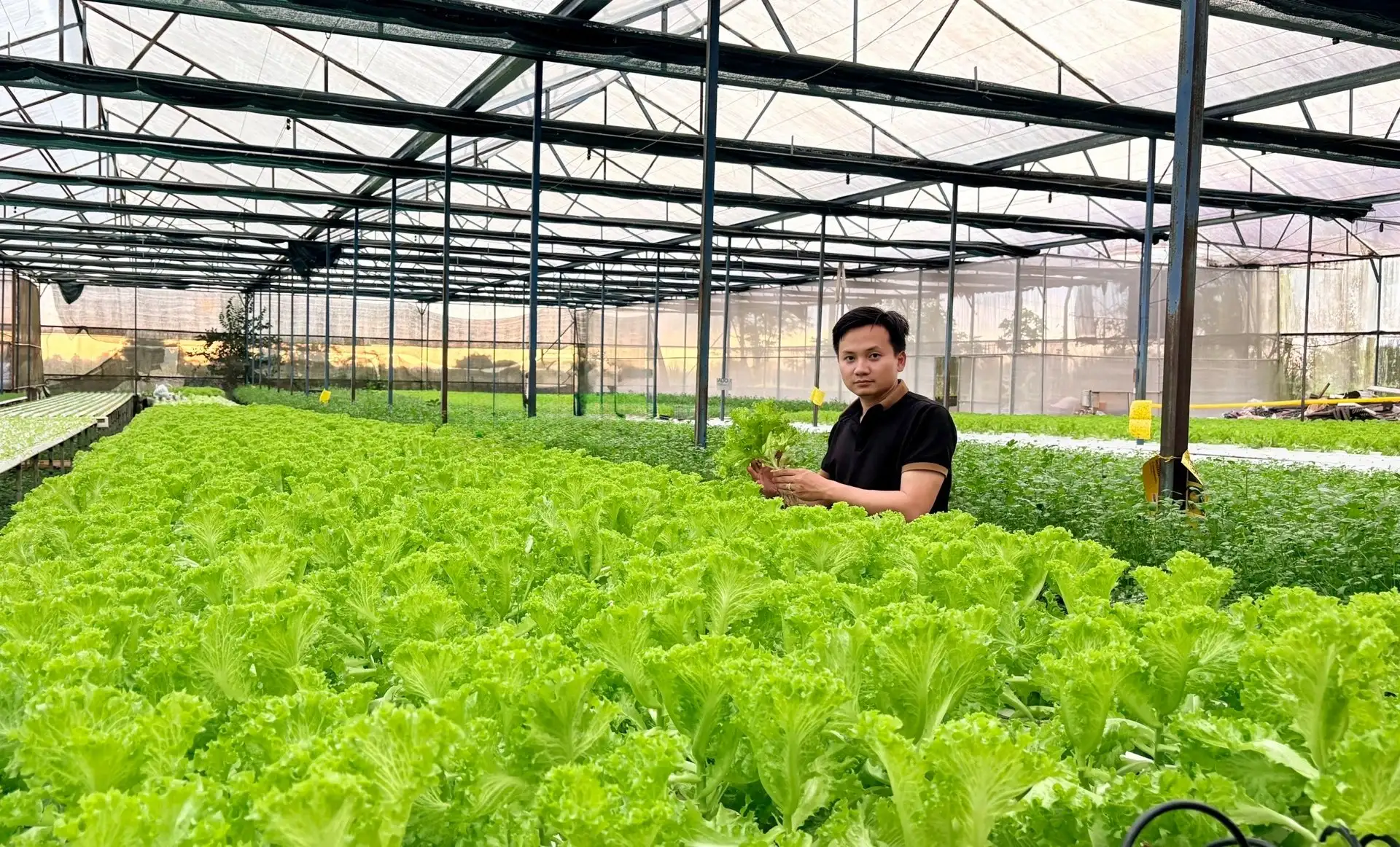 Chàng trai Gia Lai bỏ phố hoa lệ về quê trồng rau kiểu gì mà doanh thu 20 tỷ/năm , là “Nông dân Việt Nam xuất sắc”?