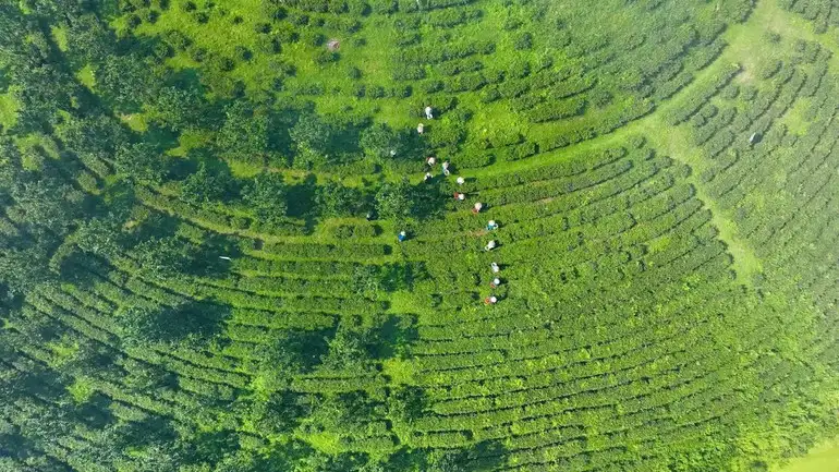 Chắt chiu hồn đất Tổ trong từng búp chè xanh