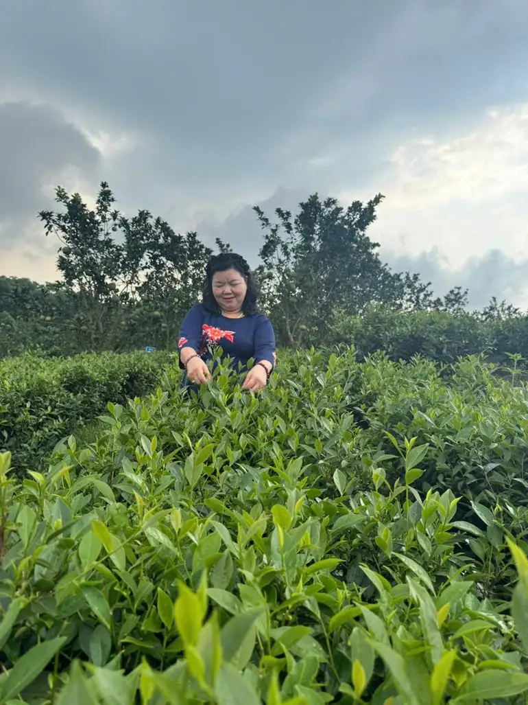 Chắt chiu hồn đất Tổ trong từng búp chè xanh