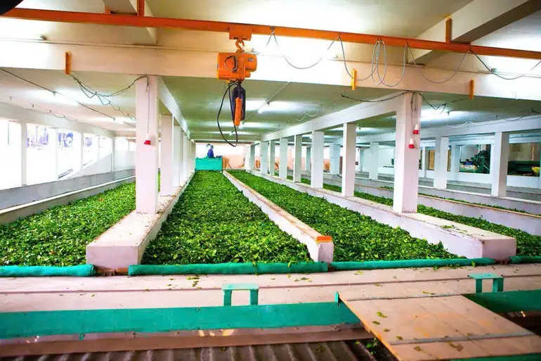 Chắt chiu hồn đất Tổ trong từng búp chè xanh