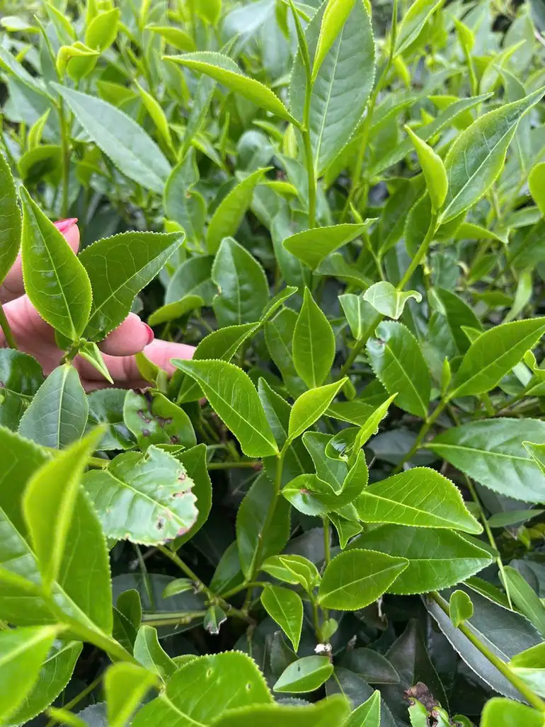 Chắt chiu hồn đất Tổ trong từng búp chè xanh