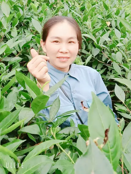 Chắt chiu hồn đất Tổ trong từng búp chè xanh