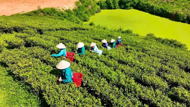 Chắt chiu hồn đất Tổ trong từng búp chè xanh