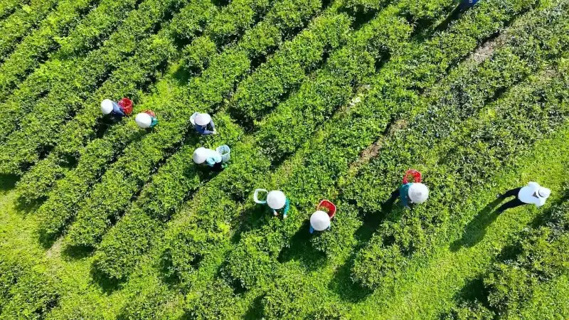 Chắt chiu hồn đất Tổ trong từng búp chè xanh