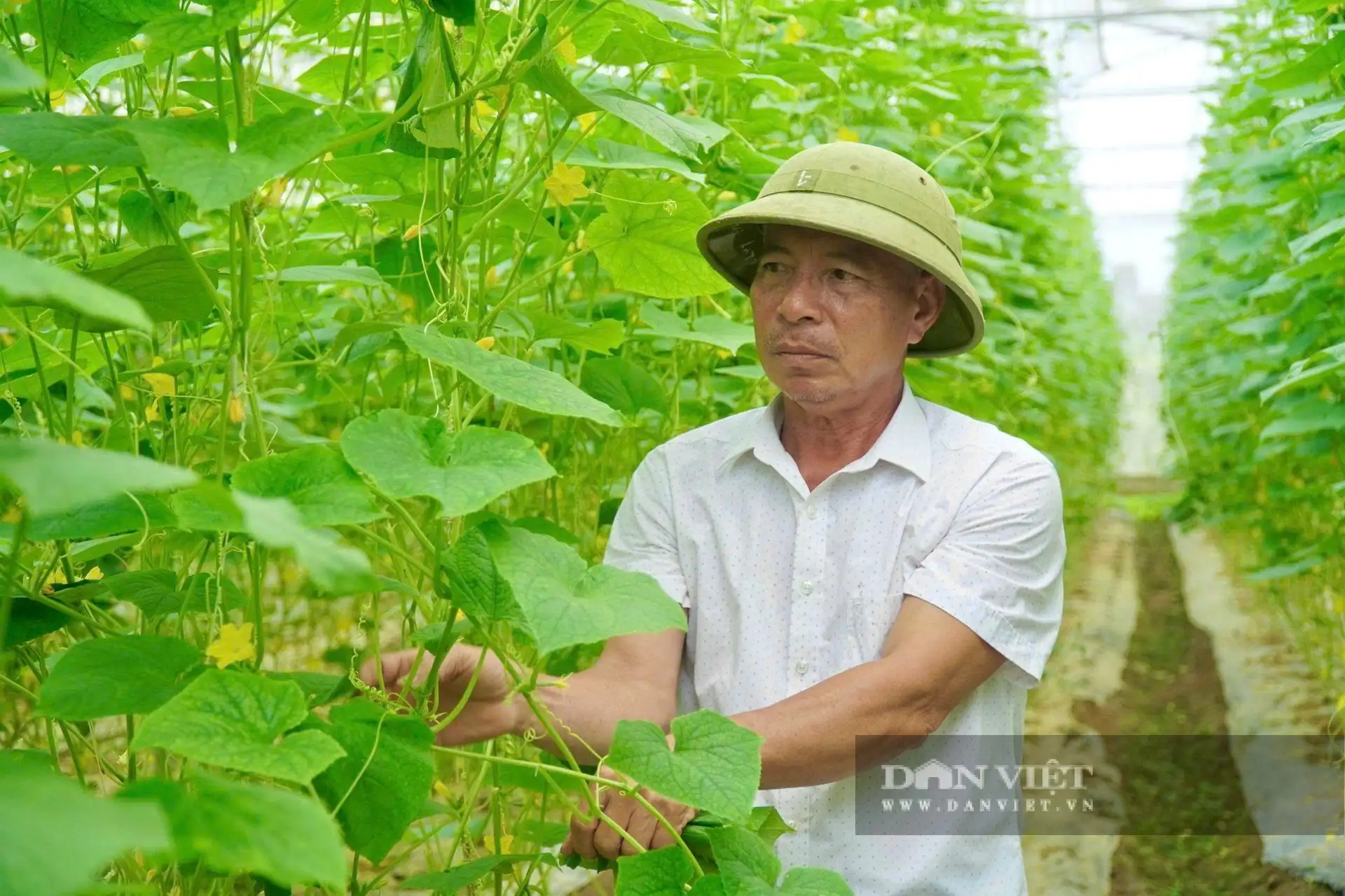 Chỉ từ 200m2 trồng rau sạch, ông nông dân Thanh Hóa làm kiểu gì mà &#8220;kéo cả làng&#8221; có tiền tiêu rủng rỉnh?
