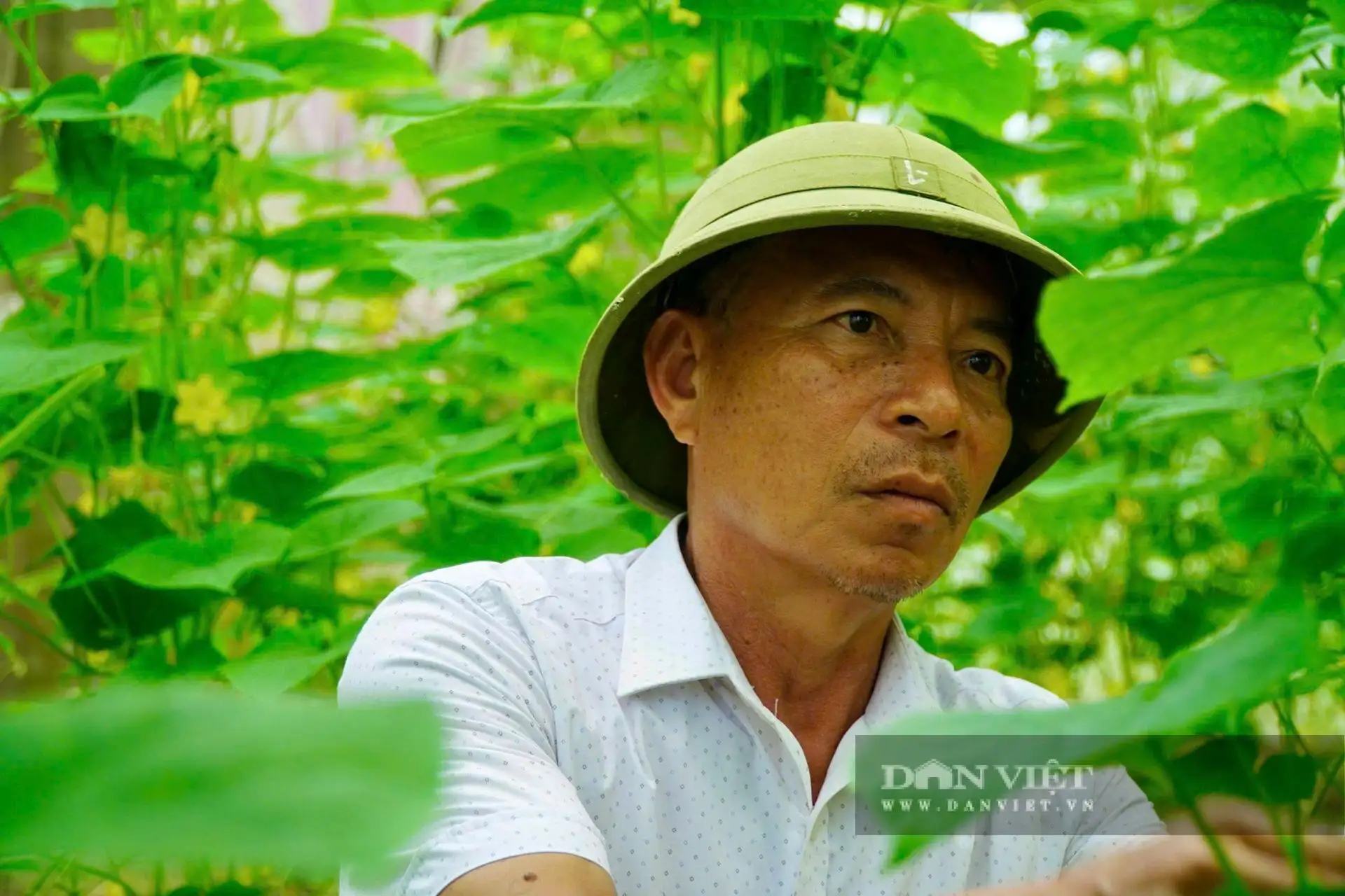 Chỉ từ 200m2 trồng rau sạch, ông nông dân Thanh Hóa làm kiểu gì mà &#8220;kéo cả làng&#8221; có tiền tiêu rủng rỉnh?