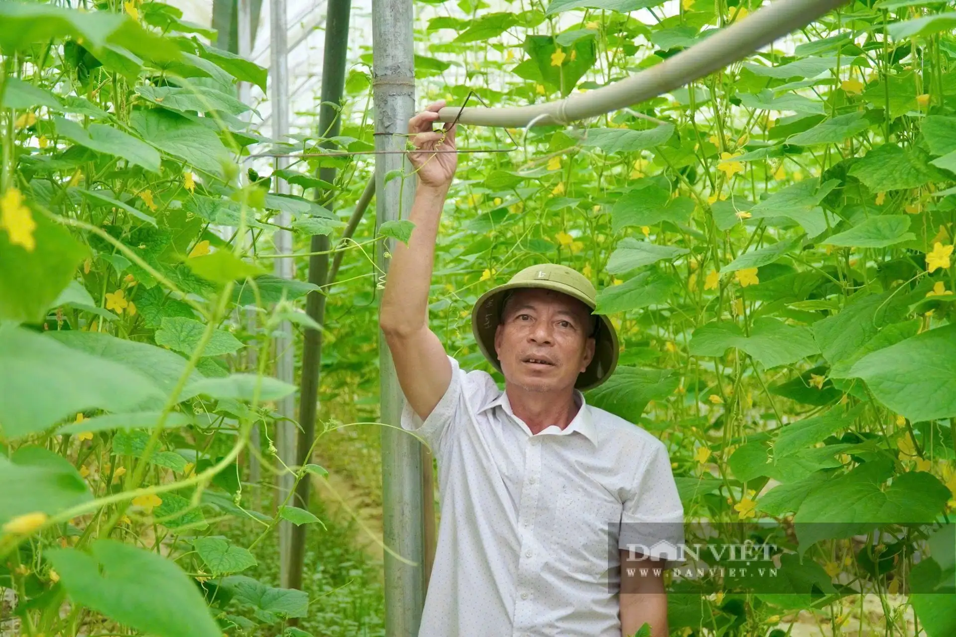 Chỉ từ 200m2 trồng rau sạch, ông nông dân Thanh Hóa làm kiểu gì mà &#8220;kéo cả làng&#8221; có tiền tiêu rủng rỉnh?