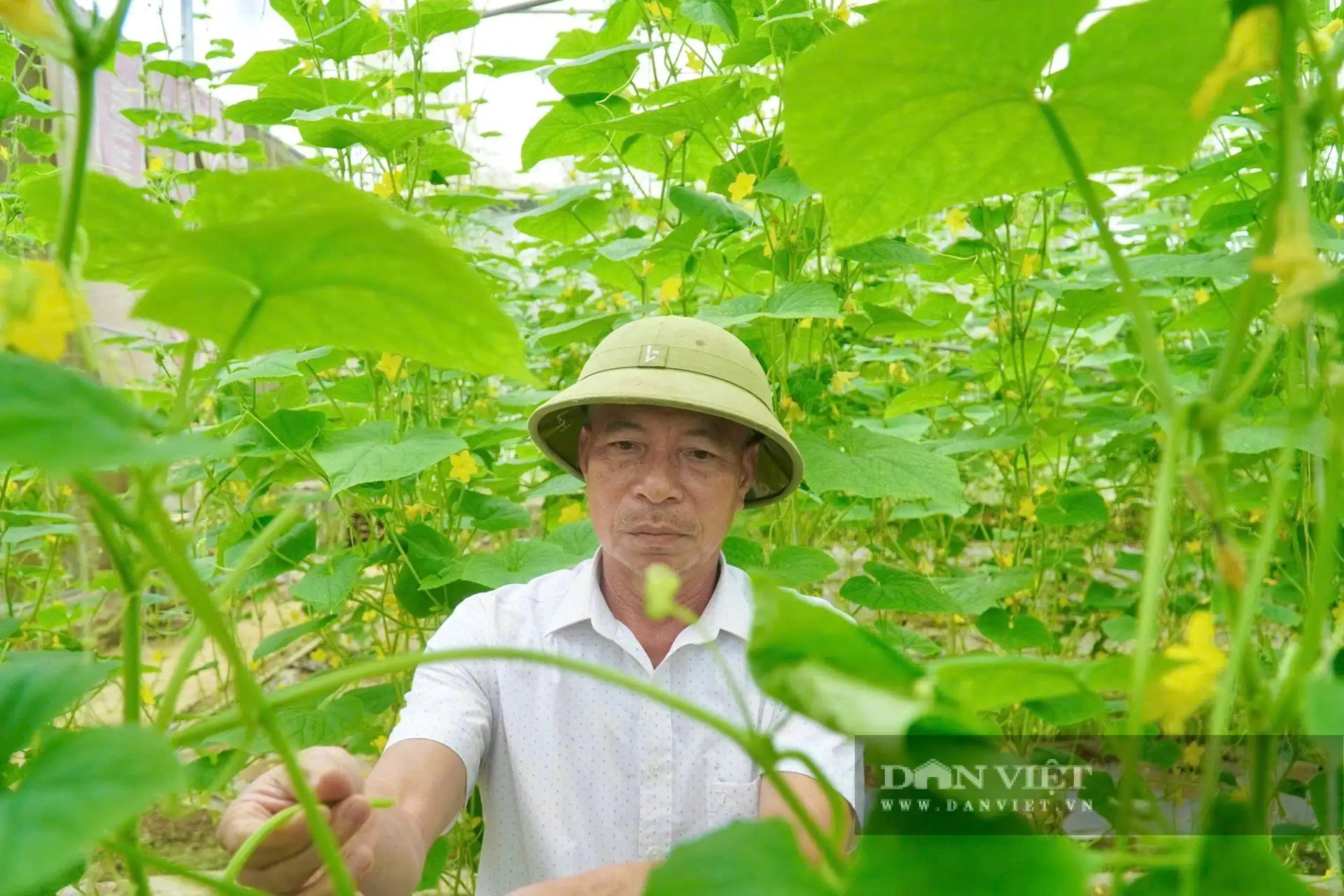 Chỉ từ 200m2 trồng rau sạch, ông nông dân Thanh Hóa làm kiểu gì mà “kéo cả làng” có tiền tiêu rủng rỉnh?