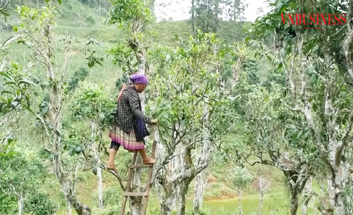 Chiếc cầu nối’ đưa nông dân vùng cao Lào Cai thoát nghèo