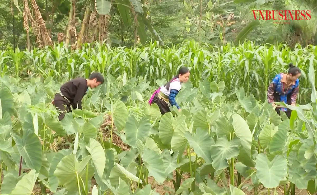 Chiếc cầu nối’ đưa nông dân vùng cao Lào Cai thoát nghèo