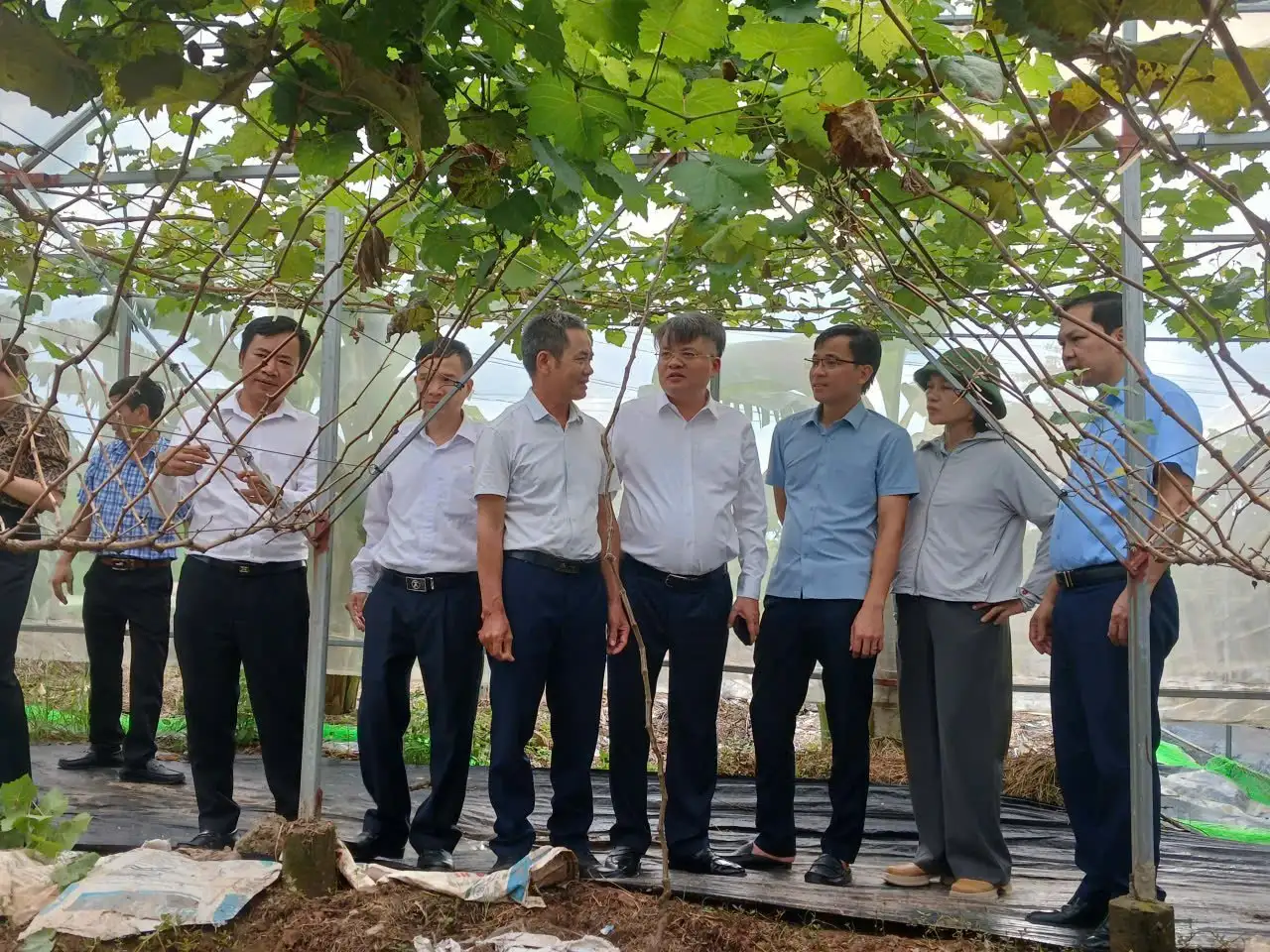 Chủ tịch Hội Nông dân TP.Hải Phòng là Nhà khoa học của nhà nông với nhiều sáng kiến phát triển cây vải thiều Thanh Hà
