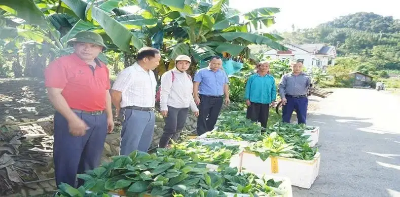 Chuối – cây làm giàu của người Mường Khương