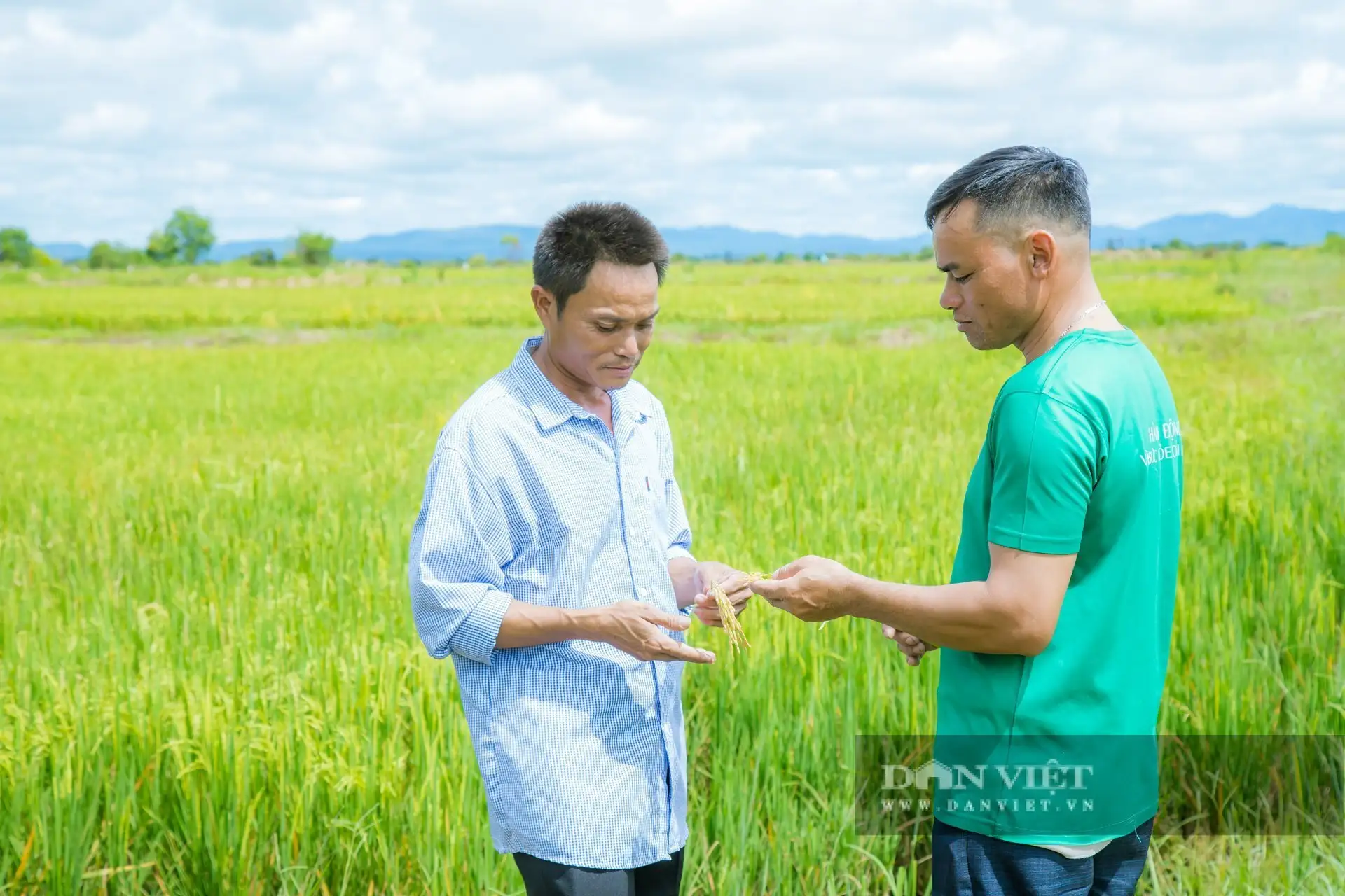 Chuyện lạ Đắk Lắk, nông dân xã biên giới này trồng lúa kiểu gì mà có loại gạo đen bán giá lên tới 95.000 đồng/kg?