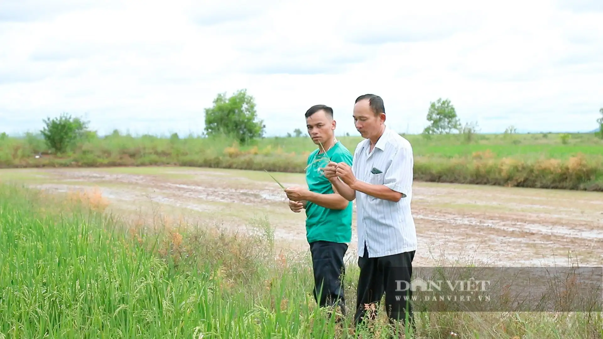 Chuyện lạ Đắk Lắk, nông dân xã biên giới này trồng lúa kiểu gì mà có loại gạo đen bán giá lên tới 95.000 đồng/kg?