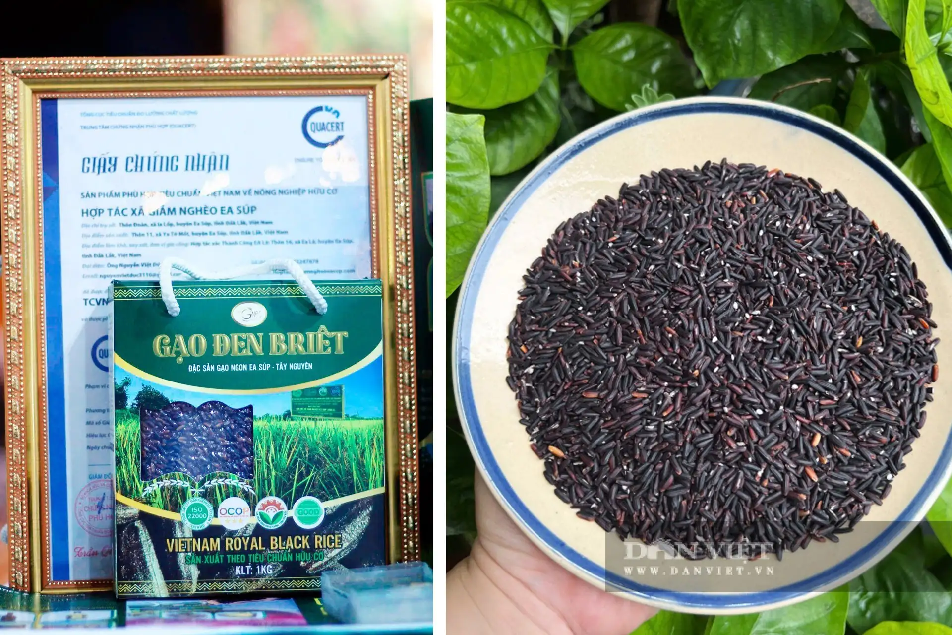 Chuyện lạ Đắk Lắk, nông dân xã biên giới này trồng lúa kiểu gì mà có loại gạo đen bán giá lên tới 95.000 đồng/kg?