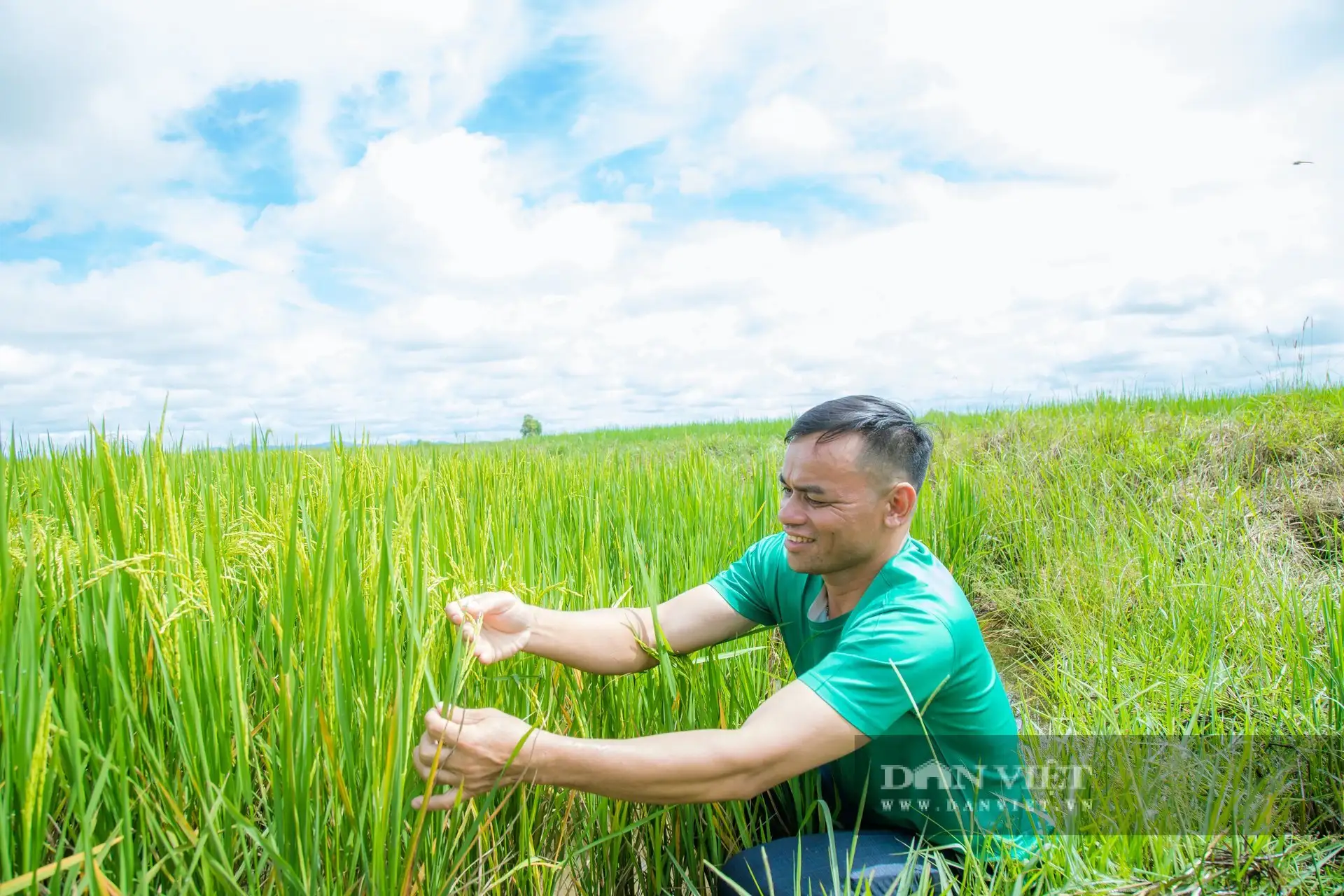 Chuyện lạ Đắk Lắk, nông dân xã biên giới này trồng lúa kiểu gì mà có loại gạo đen bán giá lên tới 95.000 đồng/kg?