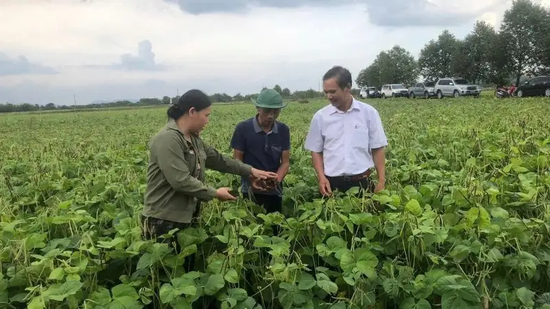 Cơ cấu cây trồng phù hợp, nâng cao hiệu quả kinh tế