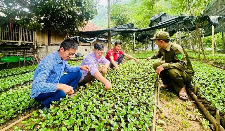 Cơ cấu lại ngành nông nghiệp, gắn với giảm nghèo bền vững tại Điện Biên