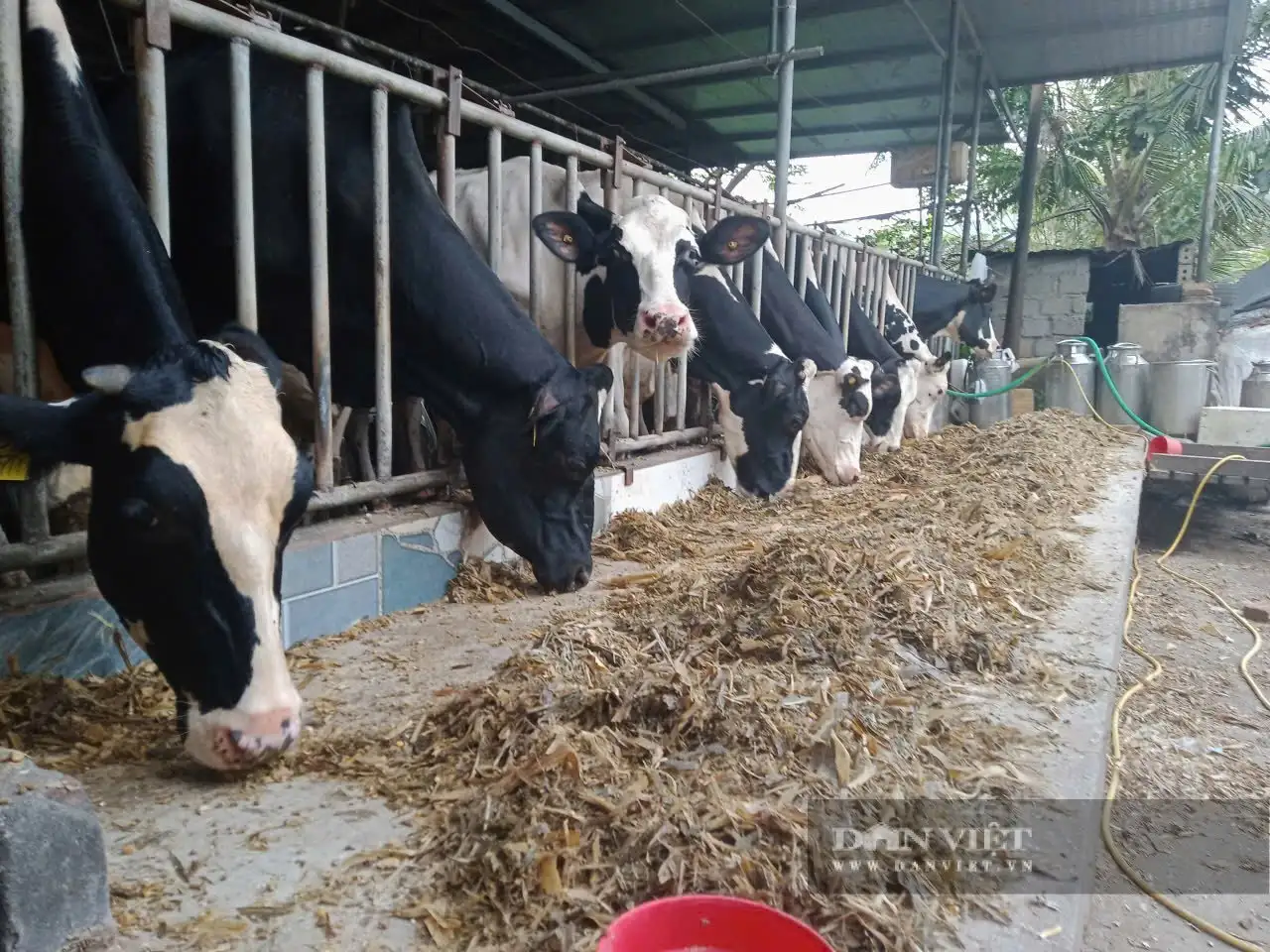 Cơ ngơi 20 tỷ của một tỷ phú nuôi bò sữa ở Hòa Bình (tỉnh Phú Thọ mới), là Nông dân Việt Nam xuất sắc 2025