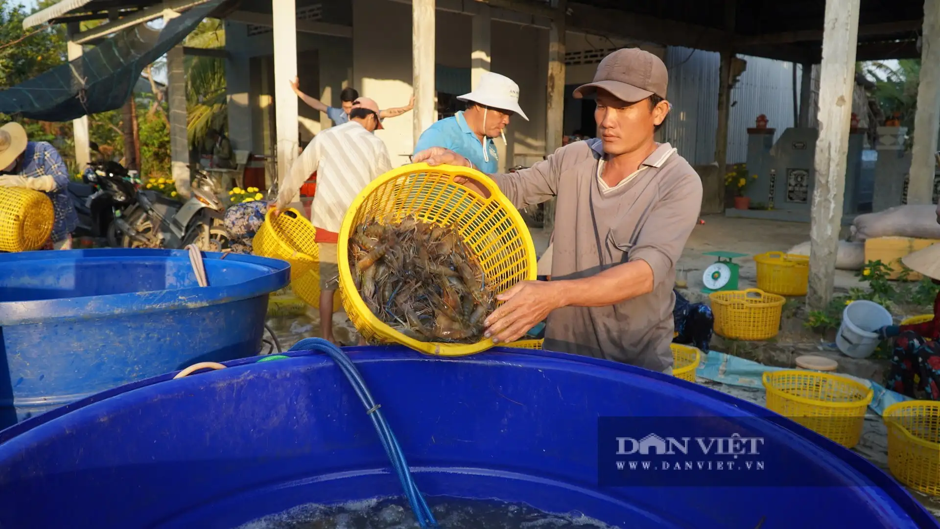 Con tôm càng to bự “ôm cây lúa”, nông dân An Giang bắt bán hút hàng, lúa gạo càng bán dễ dàng