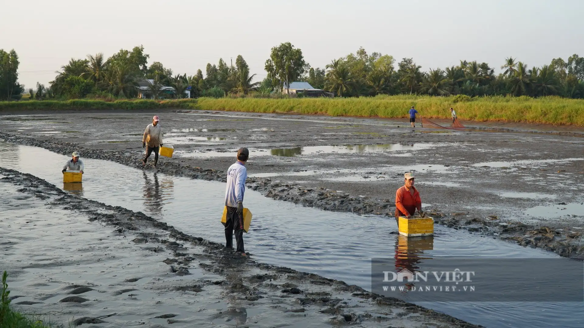 Con tôm càng to bự “ôm cây lúa”, nông dân An Giang bắt bán hút hàng, lúa gạo càng bán dễ dàng