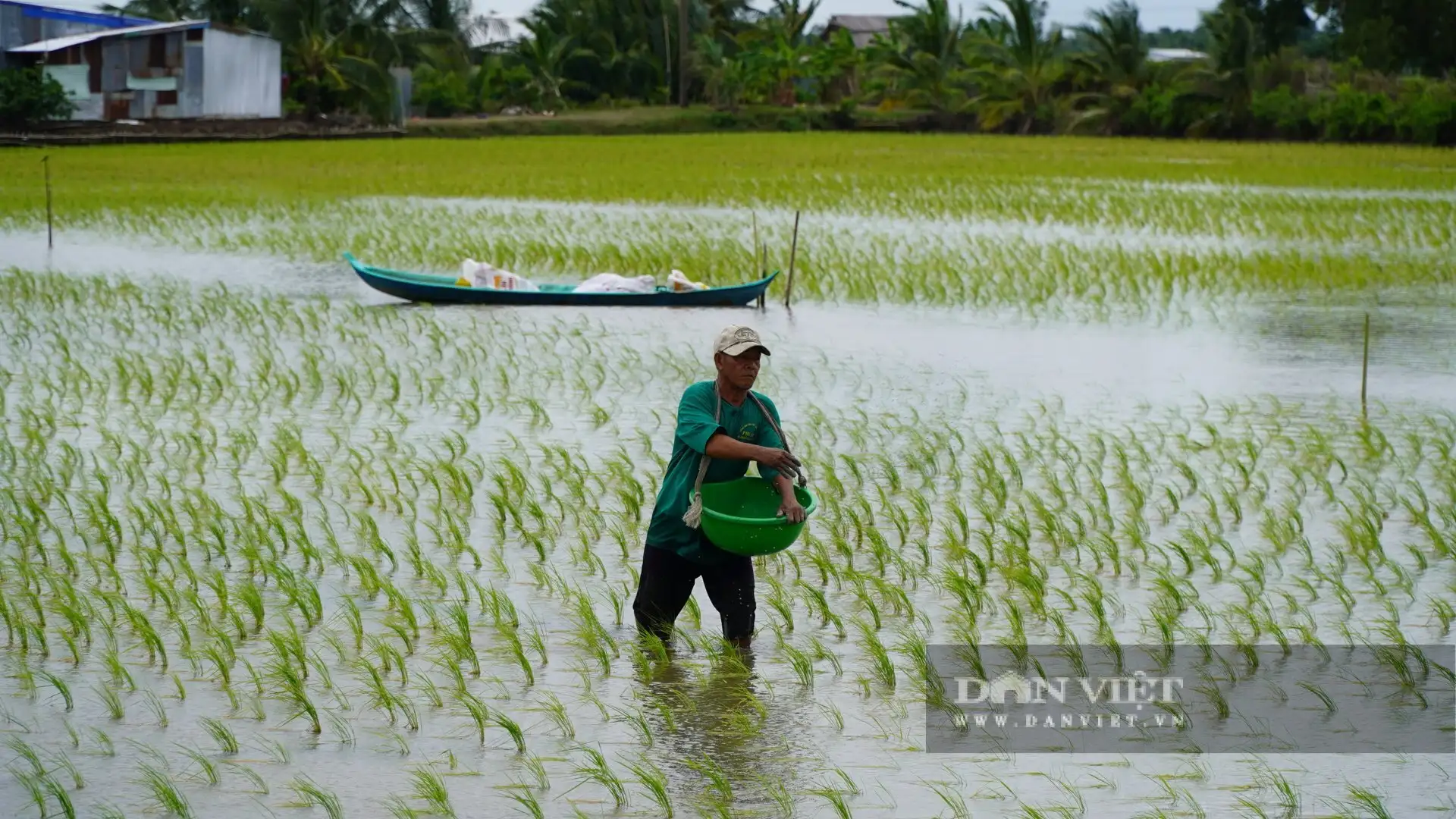 Con tôm càng to bự “ôm cây lúa”, nông dân An Giang bắt bán hút hàng, lúa gạo càng bán dễ dàng