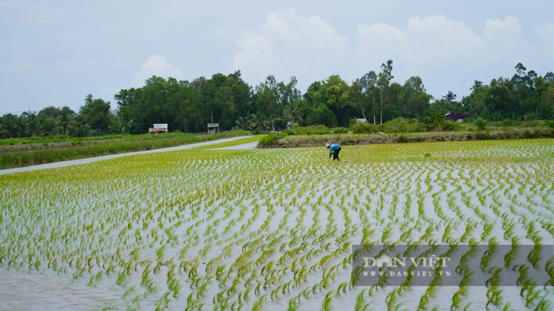 Con tôm càng to bự “ôm cây lúa”, nông dân An Giang bắt bán hút hàng, lúa gạo càng bán dễ dàng