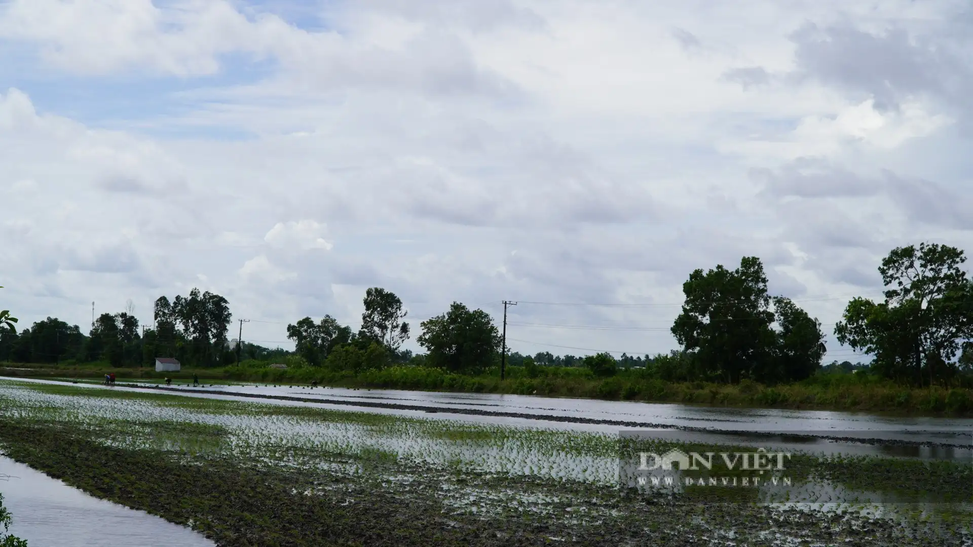 Con tôm càng to bự “ôm cây lúa”, nông dân An Giang bắt bán hút hàng, lúa gạo càng bán dễ dàng