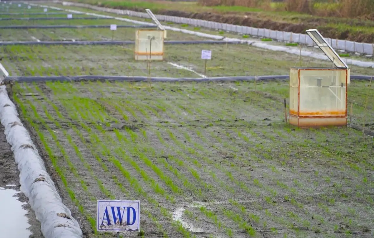 Công nghệ số sẵn sàng ứng dụng cho 1 triệu ha lúa chất lượng cao