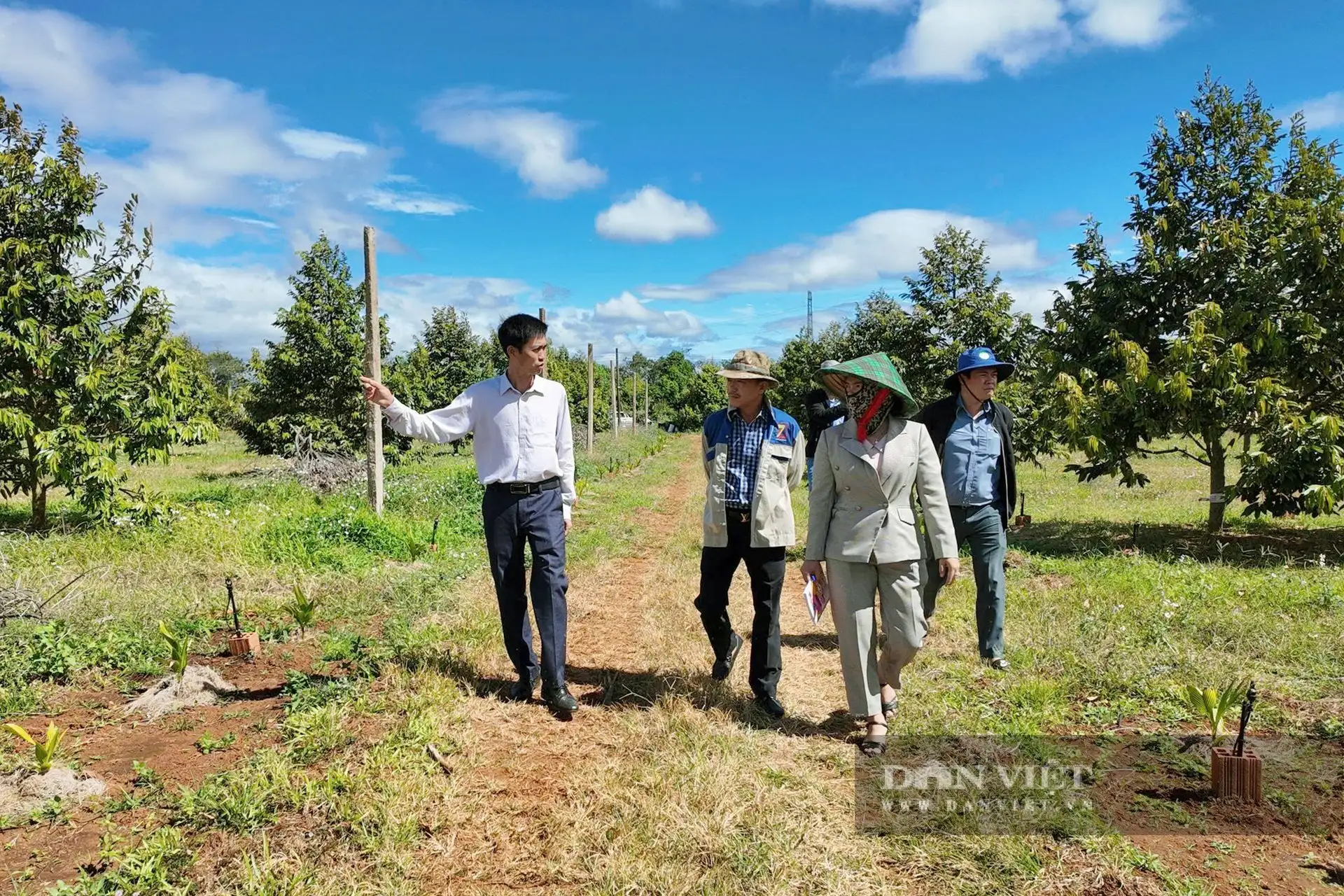 “Cú bắt tay” hồi sinh gần 200ha sầu riêng nhờ nông nghiệp hữu cơ