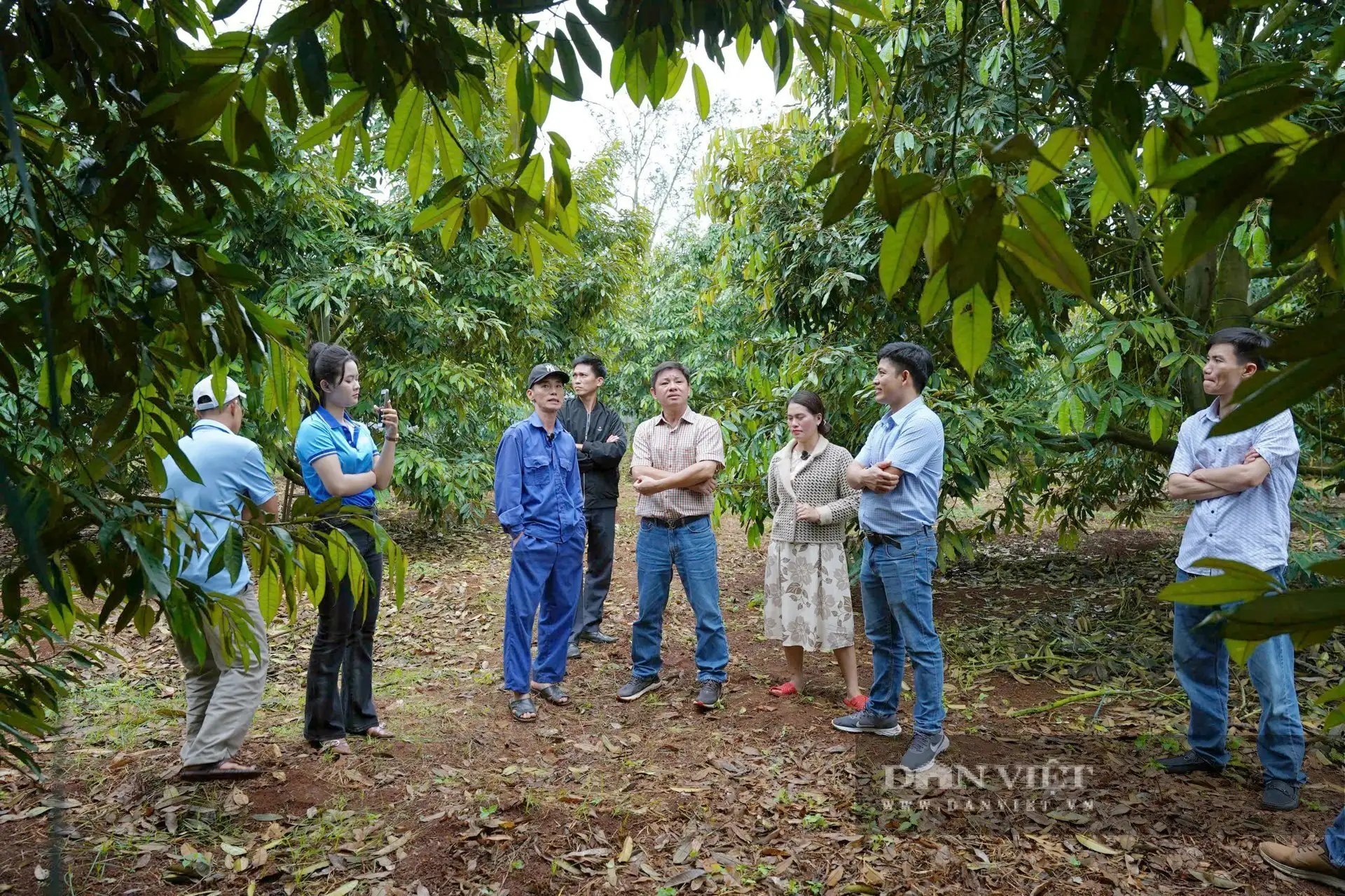 “Cú bắt tay” hồi sinh gần 200ha sầu riêng nhờ nông nghiệp hữu cơ