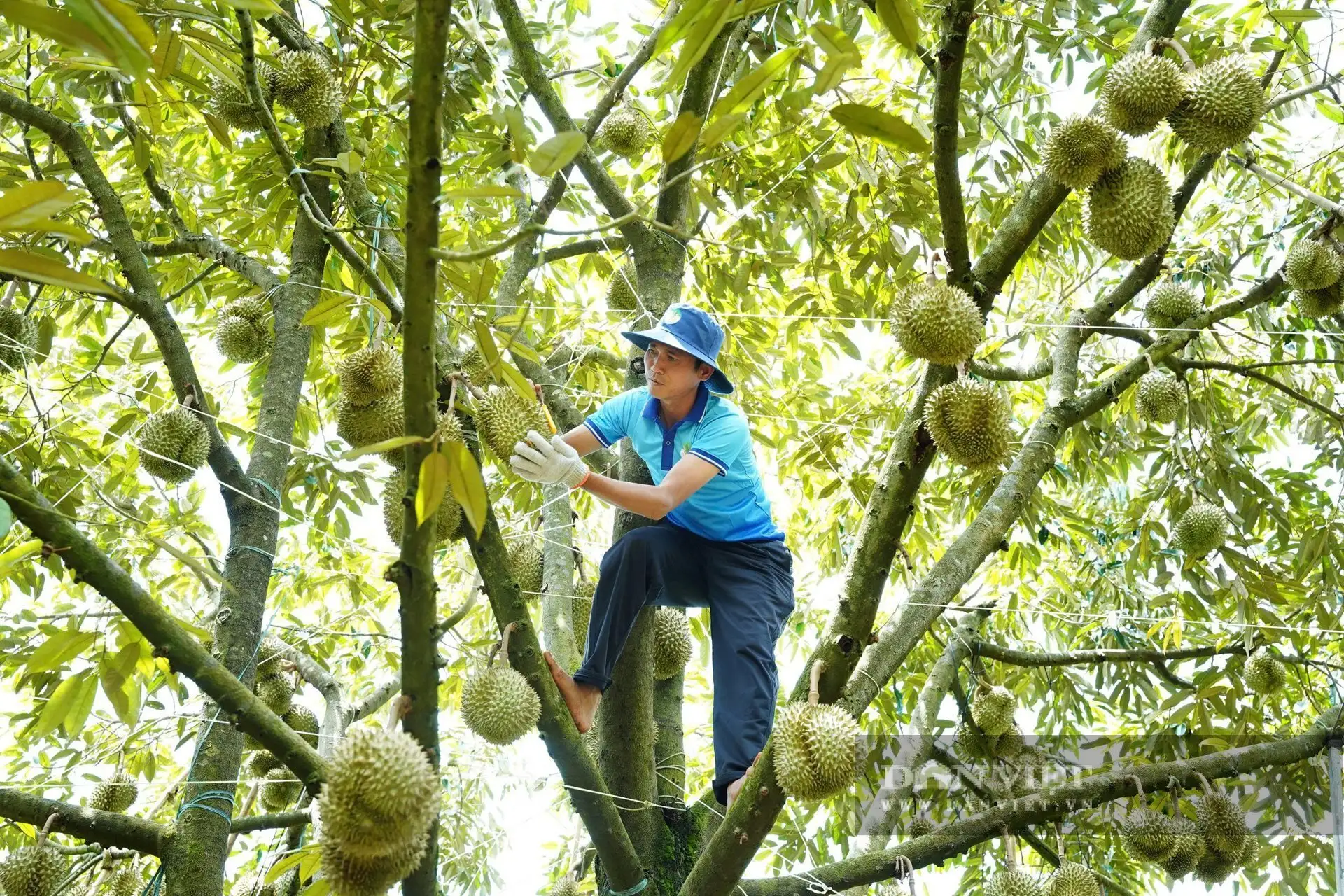 “Cú bắt tay” hồi sinh gần 200ha sầu riêng nhờ nông nghiệp hữu cơ