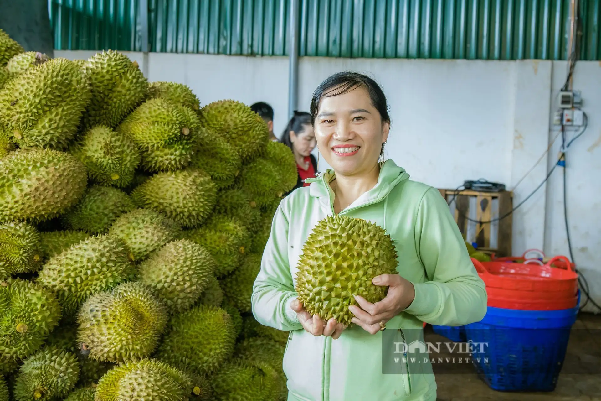 “Cú bắt tay” hồi sinh gần 200ha sầu riêng nhờ nông nghiệp hữu cơ