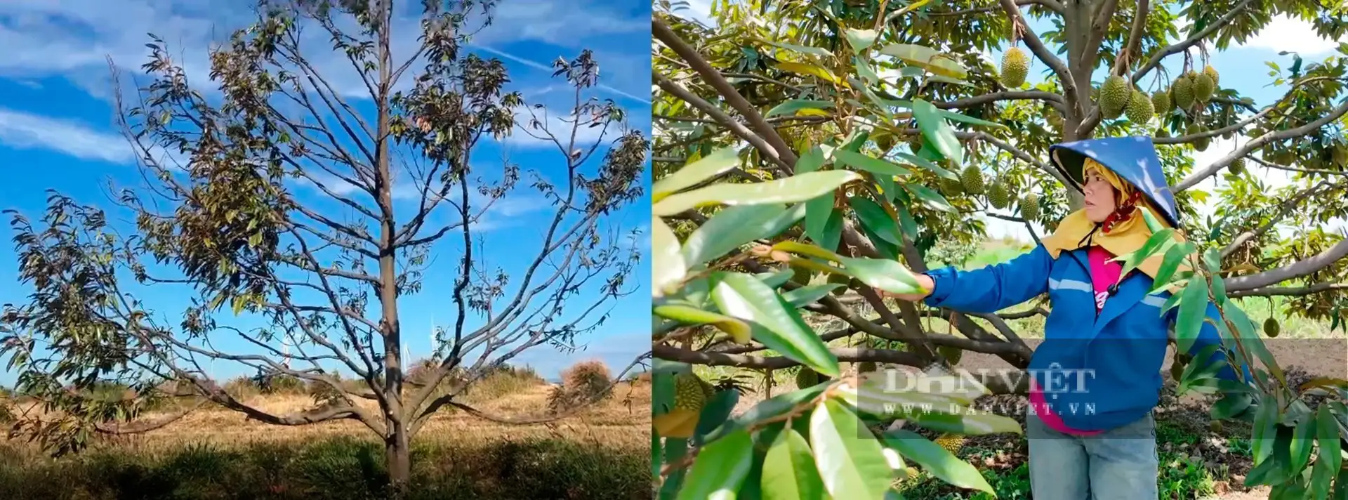 “Cú bắt tay” hồi sinh gần 200ha sầu riêng nhờ nông nghiệp hữu cơ