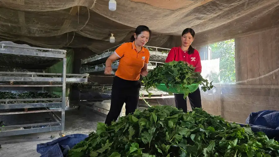 Đa dạng sinh kế, khơi dậy ý chí thoát nghèo nơi vùng cao Lâm Đồng