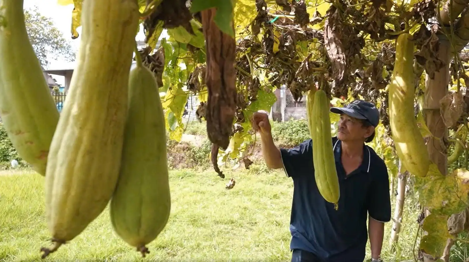 Đà Nẵng: Kết nối nông dân sản xuất theo chuỗi, kiến tạo giảm nghèo bền vững