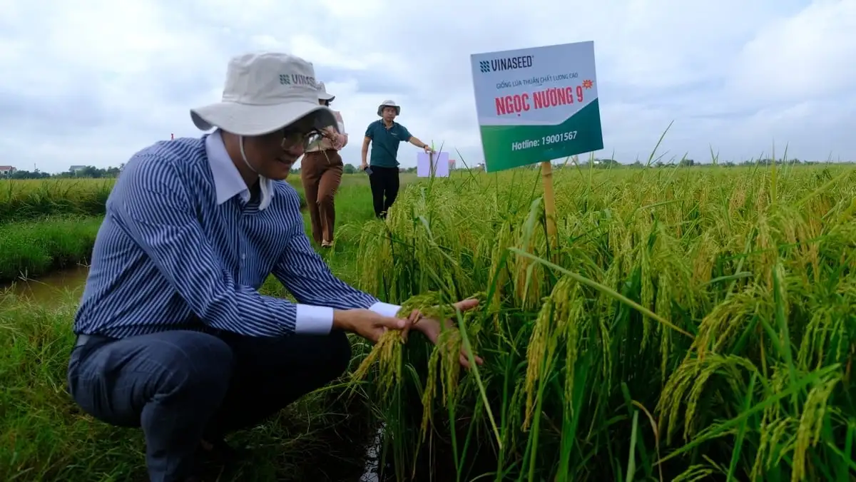 Đại điền Ninh Bình thắng lớn nhờ giống lúa mới chất lượng cao Ngọc nương 9