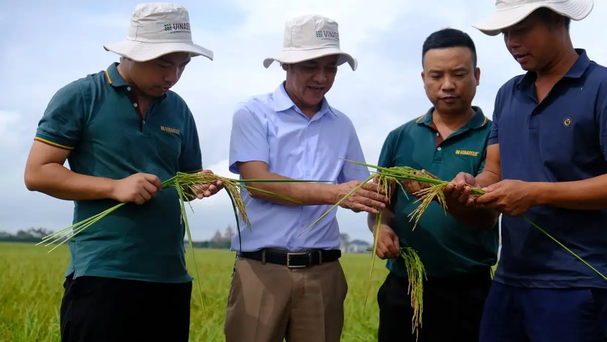 Đại điền Ninh Bình thắng lớn nhờ giống lúa mới chất lượng cao Ngọc nương 9