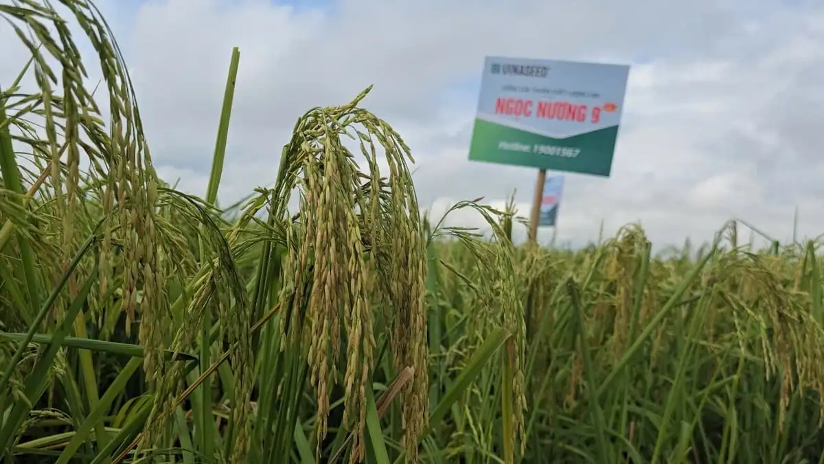 Đại điền Ninh Bình thắng lớn nhờ giống lúa mới chất lượng cao Ngọc nương 9