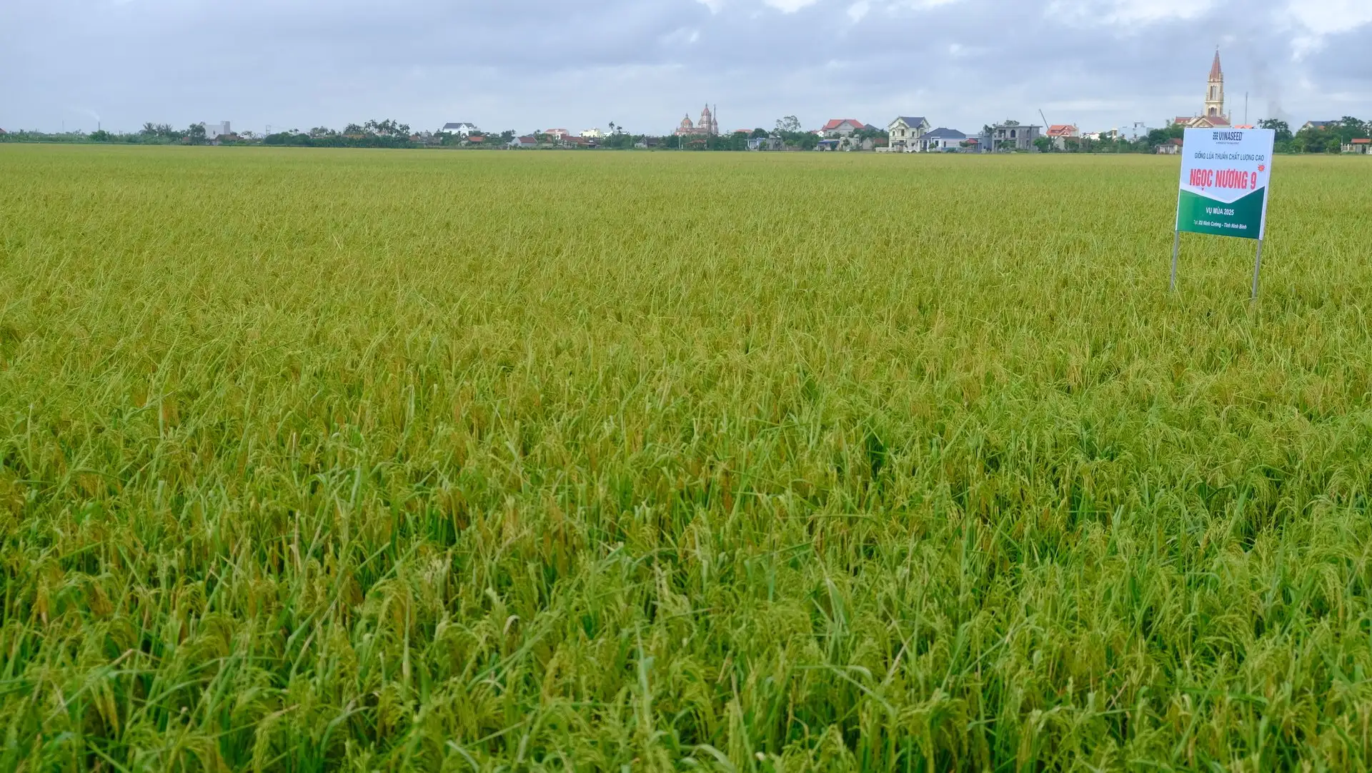 Đại điền Ninh Bình thắng lớn nhờ giống lúa mới chất lượng cao Ngọc nương 9