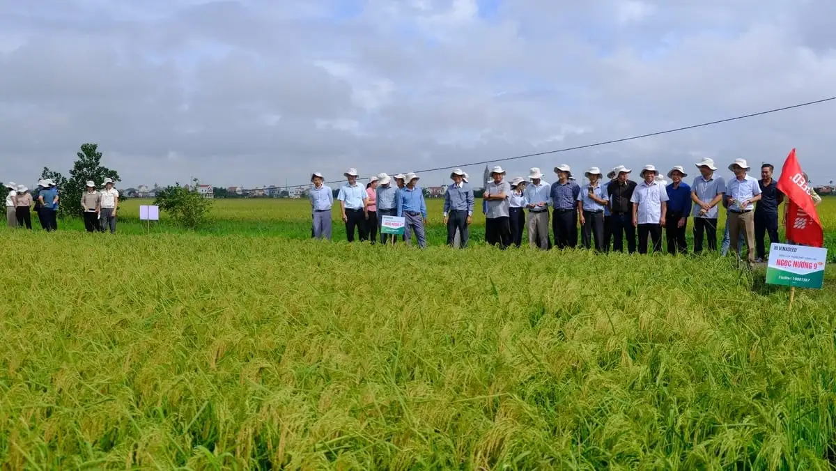 Đại điền Ninh Bình thắng lớn nhờ giống lúa mới chất lượng cao Ngọc nương 9